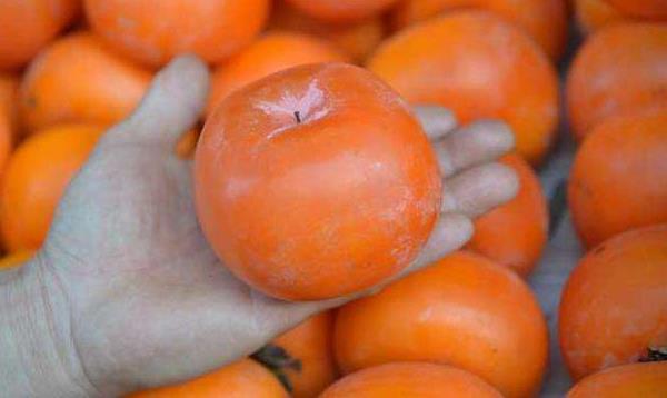 硬柿子和软柿子的区别是什么 硬柿子怎么保存