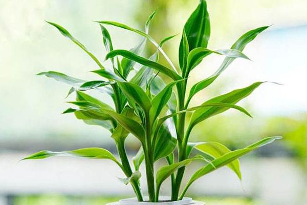 室内招财风水布局 招财风水方法有哪些