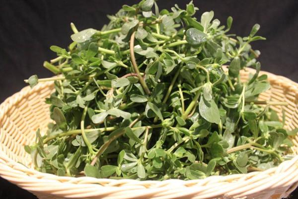 马齿苋怎么治皮肤病 马齿苋治带状疱疹