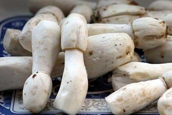 毛头鬼伞有毒吗 毛头鬼伞为什么会自溶