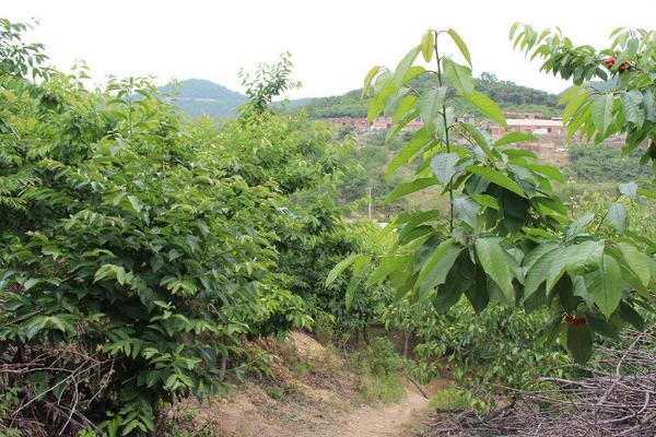 樱桃树施什么肥好 樱桃树施肥时间表