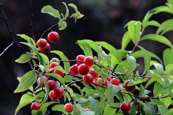 樱桃树施什么肥好 樱桃树施肥时间表