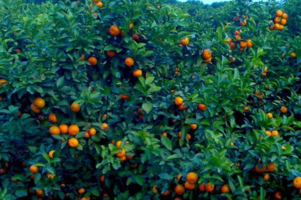 沙糖桔产地在哪里 沙糖桔是什么季节的水果