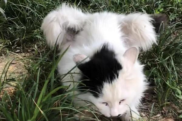 天使猫市场价格多少钱一只 天使猫真的存在吗