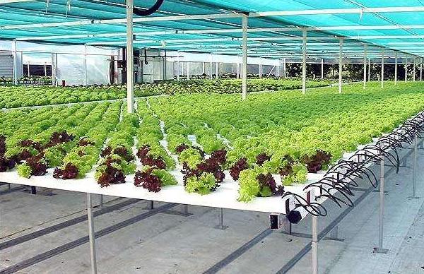 无土栽培一亩要投入多少 无土栽培蔬菜有利润吗