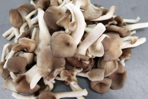 秀珍菇功效与作用及禁忌 秀珍菇营养价值