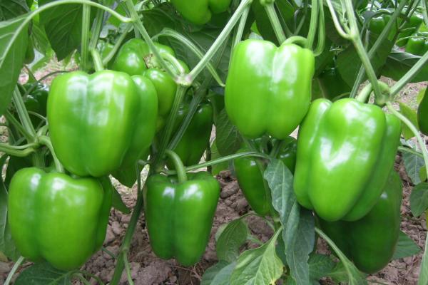 梦见青椒是什么意思 女人梦到好多青椒有什么预兆