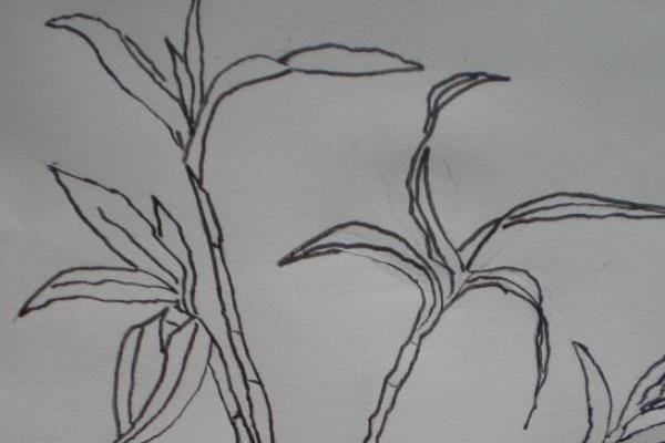 莲花竹简笔画(图解步骤) 养莲花竹的寓意