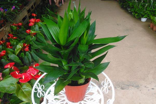 莲花竹简笔画(图解步骤) 养莲花竹的寓意