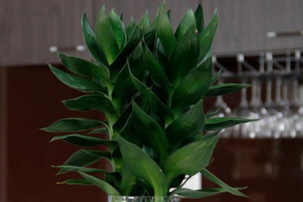 莲花竹简笔画(图解步骤) 养莲花竹的寓意