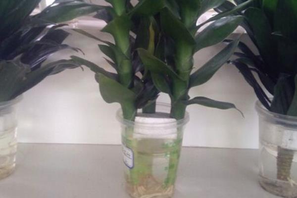 莲花竹简笔画(图解步骤) 养莲花竹的寓意