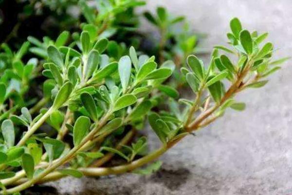 马齿觅是什么 马齿觅孕妇能吃吗