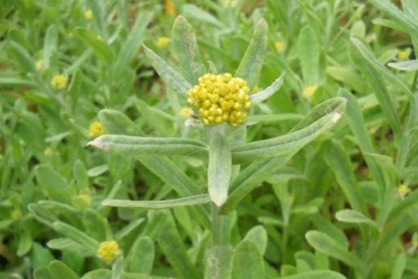 鼠曲草怎么吃 鼠曲草能治痛风吗