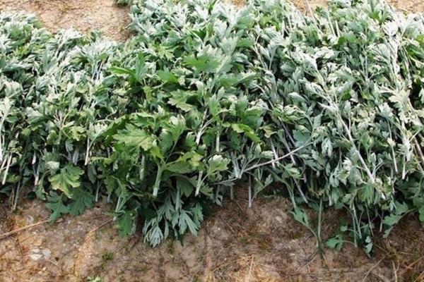 艾叶市场价格多少钱一斤 艾叶产地哪里的好