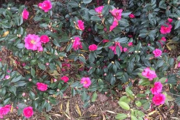 茶梅怎么养 茶梅的养殖方法与注意事项