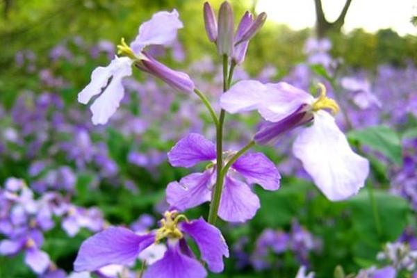 二月兰什么时候开花(几月) 二月兰的花语是什么