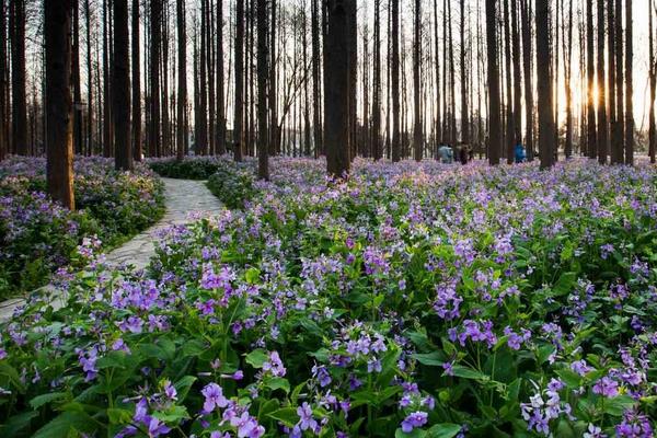 二月兰什么时候开花(几月) 二月兰的花语是什么