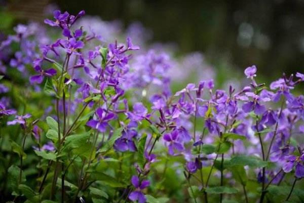 二月兰什么时候开花(几月) 二月兰的花语是什么