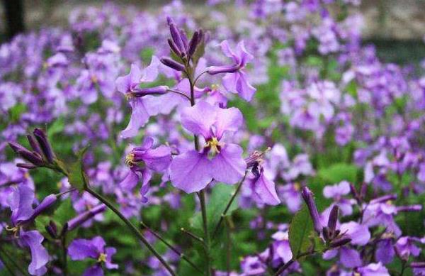 二月兰什么时候开花(几月) 二月兰的花语是什么