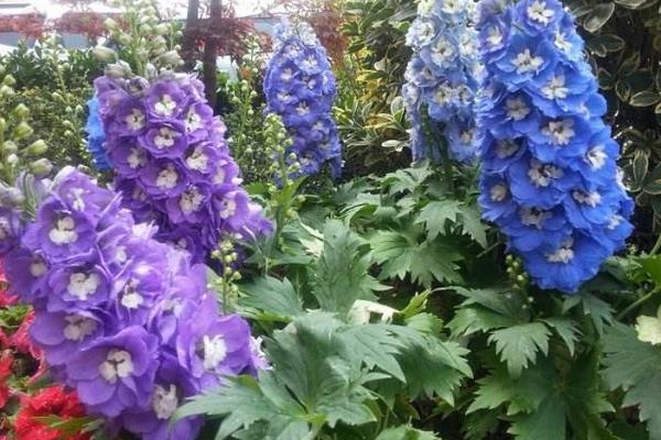 飞燕草怎么养 飞燕草养殖方法与注意事项