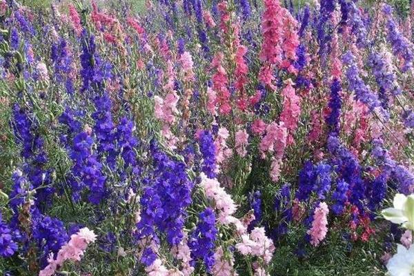 飞燕草怎么养 飞燕草养殖方法与注意事项