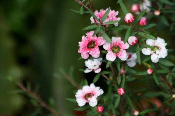 松红梅一年开几次花 松红梅什么时候开花(几月)