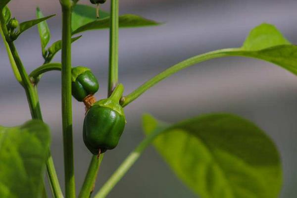辣椒怎么种 种植夏季辣椒的注意事项