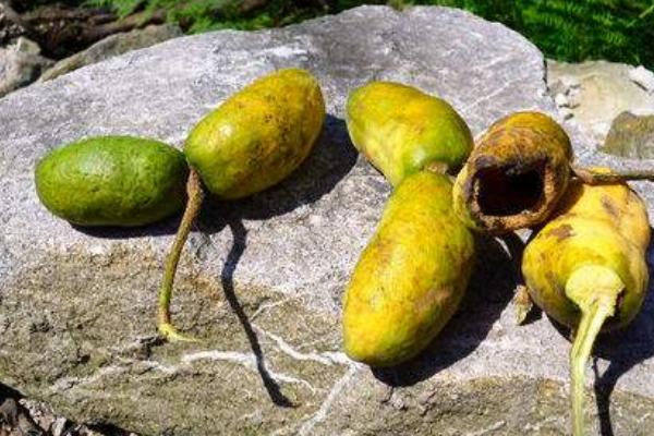 牛卵坨什么时候上市(几月熟) 牛卵坨籽可以吃吗