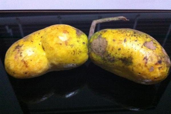 牛卵坨什么时候上市(几月熟) 牛卵坨籽可以吃吗