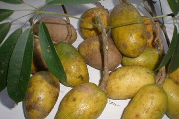 牛卵坨什么时候上市(几月熟) 牛卵坨籽可以吃吗