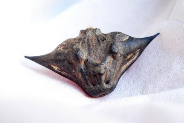 菱角怎么剥壳(快速技巧) 菱角怎么洗