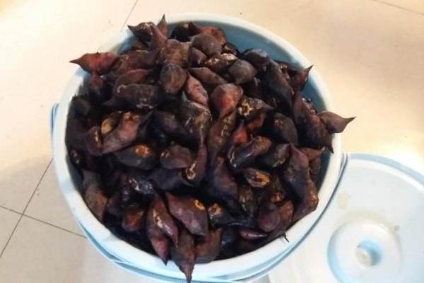 菱角怎么剥壳(快速技巧) 菱角怎么洗