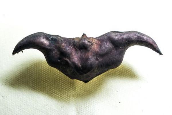 菱角长在哪里 菱角什么时候成熟上市(几月)