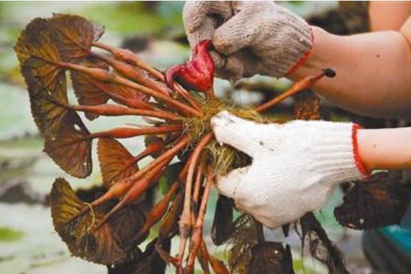 菱角长在哪里 菱角什么时候成熟上市(几月)