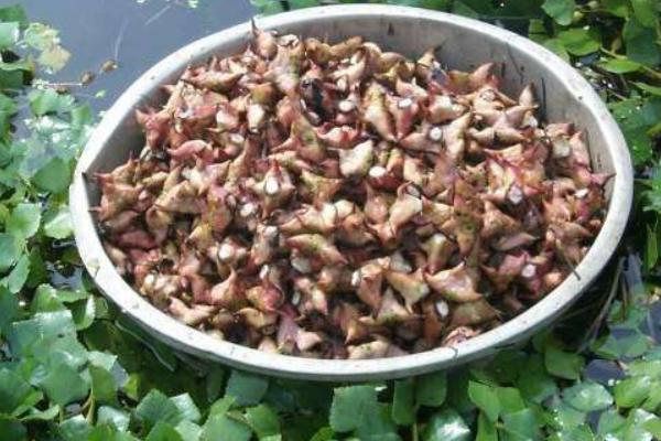 菱角长在哪里 菱角什么时候成熟上市(几月)