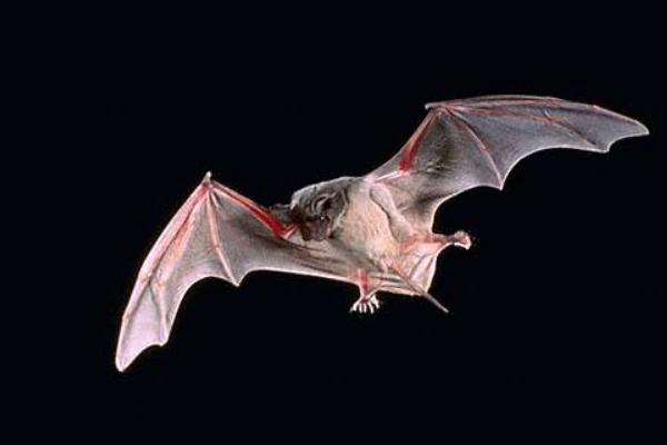 蝙蝠飞到家里是什么预兆 蝙蝠怎么驱赶