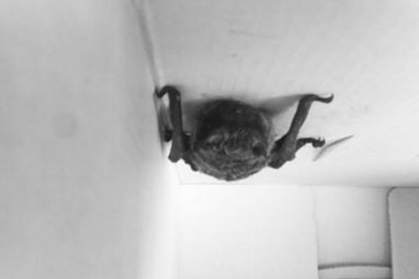 蝙蝠飞到家里是什么预兆 蝙蝠怎么驱赶