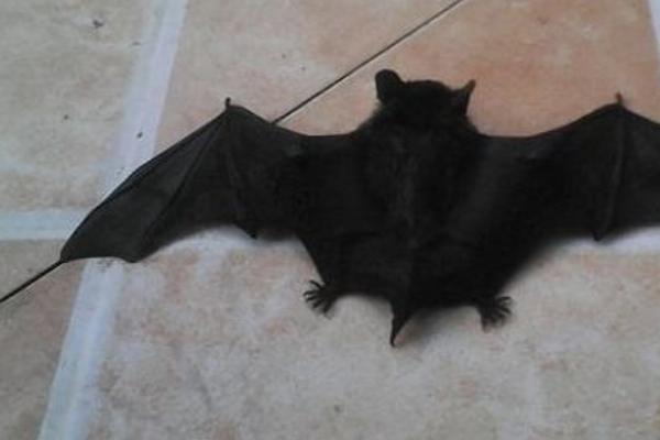 蝙蝠飞到家里是什么预兆 蝙蝠怎么驱赶
