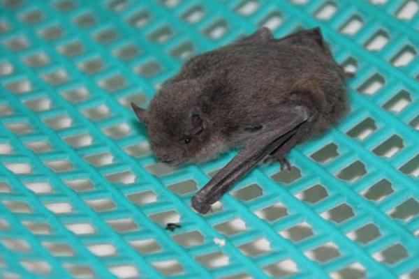 蝙蝠飞到家里是什么预兆 蝙蝠怎么驱赶