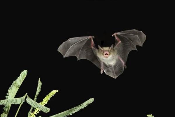 蝙蝠飞到家里是什么预兆 蝙蝠怎么驱赶