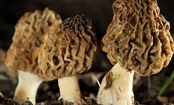 羊肚菌种子哪里买 羊肚菌产地在哪里