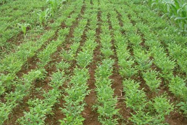 魔芋怎么种 魔芋一亩地能收多少斤