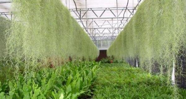 空气凤梨种子市场价格多少钱一斤 新手怎么养空气凤梨