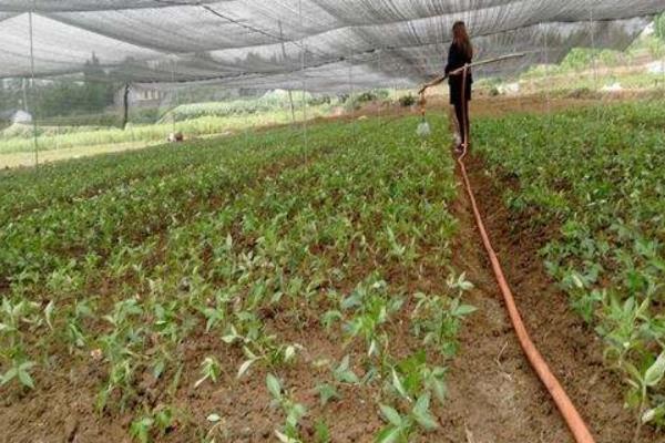 狼毒图片大全 狼毒有哪些品种 狼毒是什么