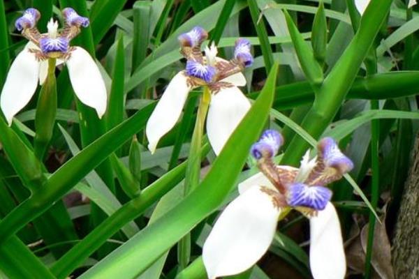 巴西鸢尾兰怎么浇水(多久浇一次) 巴西鸢尾的繁殖方法