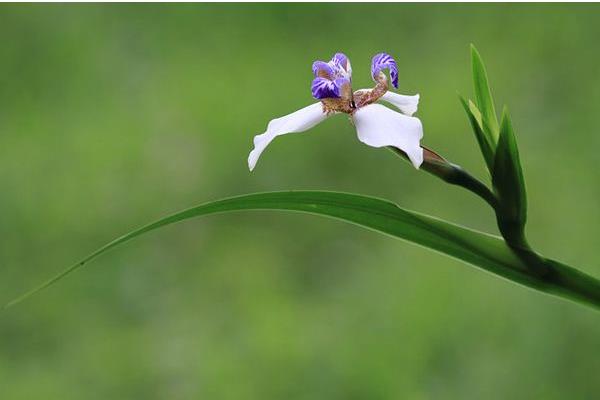 巴西鸢尾兰怎么浇水(多久浇一次) 巴西鸢尾的繁殖方法