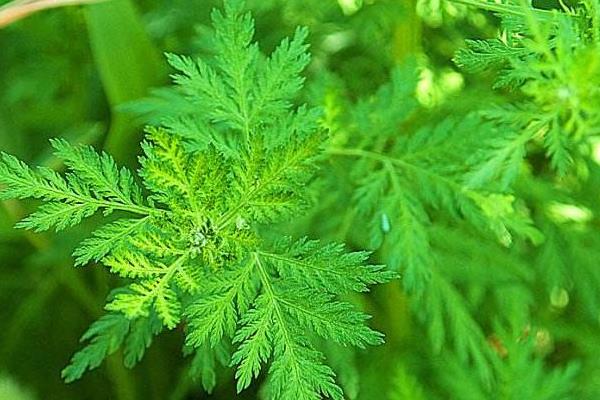 青蒿是不是艾草 青蒿怎么吃