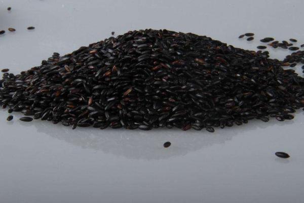 黑米种子市场价格多少钱一斤 黑米种子哪里买