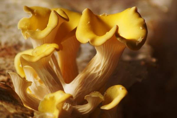 榆黄蘑种植技术 榆黄蘑高效栽培方法