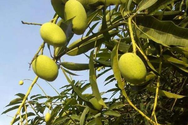 椰香芒好吃吗 椰香芒果的特点